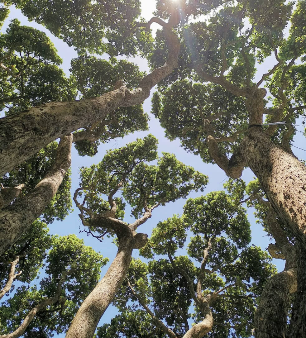 Diverse people studying together in a sunlit library — going deeper together